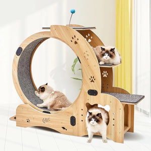 Cat resting on the Marathon wooden cat exercise wheel