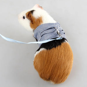 Harness Vest «Scout» — guinea pig wearing the vest harness